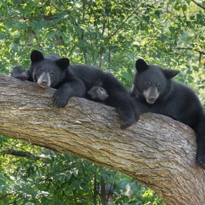 caselimor's profile picture. hateful bitch running on caffeine and spite