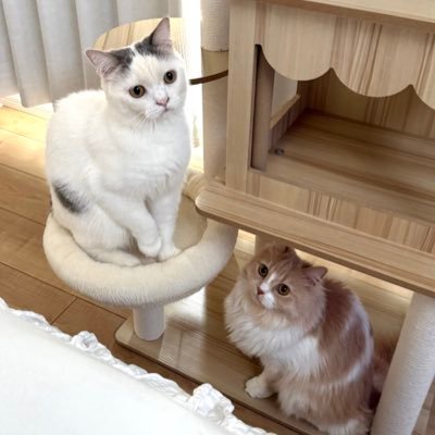 【しゅしゅ🐾ミヌエットの女の子2023.10.9】【なの🐾スコティッシュの男の子(ハチワレ)2024.4.23】無言フォロー失礼します🐈⬛
