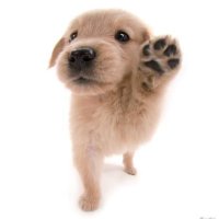 ⋆˚࿔ Puppy of edtwt (@zwompup) 's Twitter Profile