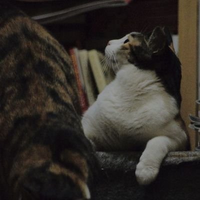 quasquass's profile picture. temp