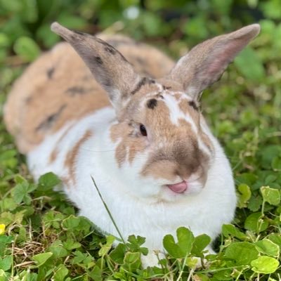 @paddyloaf