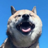 コウキ先生サブ垢 (愛犬のヒゲ) (@fxtradekoki) 's Twitter Profile