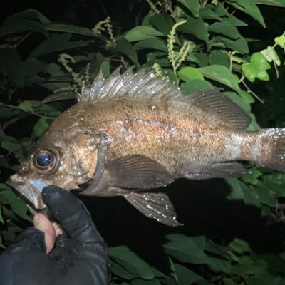 RollsRoycesuki4's profile picture. その辺〜県内外の沖磯まで気分で釣り歩くただの釣り人。