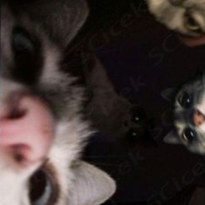 getaband's profile picture. lew lew may cho em