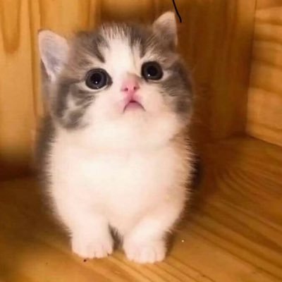 Daily Cute and Funny Cat Videos here! 😻 If you love #cats follow @catloversshare ! Don’t forget to open 🔔