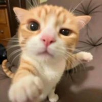 Mr. Sockdolager (@mickhlgan) 's Twitter Profile Photo