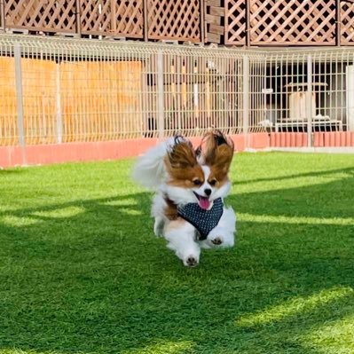 ねこ好きな犬飼さんさんのプロフィール画像