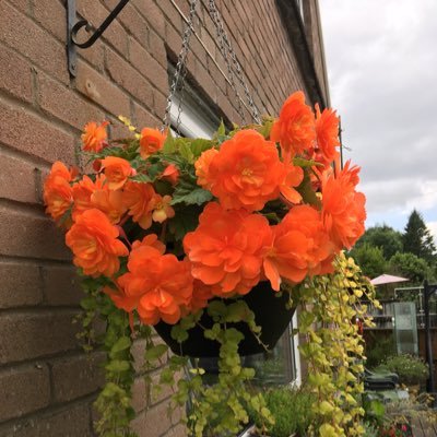Kittycatkirby's profile picture. Wife, Mother, Grandmother & finally, OAP (woman born in the 1950s) 🏴󠁧󠁢󠁷󠁬󠁳󠁿