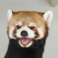 パンツ redpanda red panda unisex straigh leg drawstring scrub pant - Walmart.com