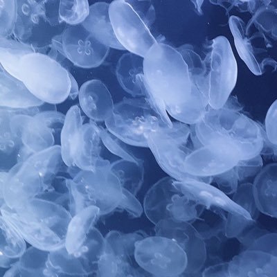 Mrs_Mia_apple's profile picture. 病んだ時に使うかもしれないサブ 💍@CanmakeTokyo