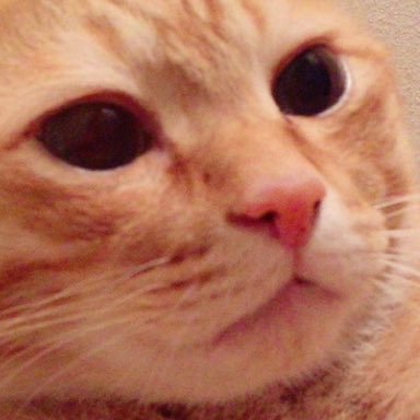 関西人/カフェラテ猫チーズ