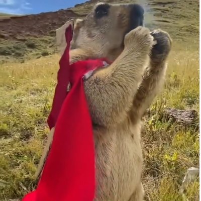 Was ich mag? Anderlecht, Barça und Murmeltiere
@EastBelguimGuy
https://t.co/QPIRigRHBm…