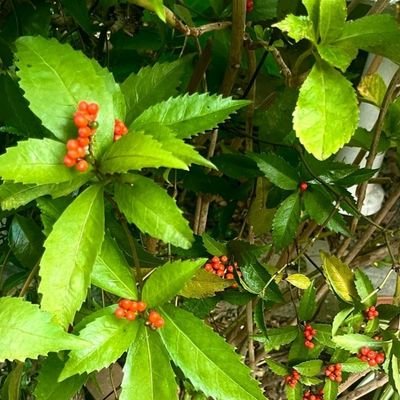 lisakai69560's profile picture. 早く世界中が平和になりますように！Twitterは初めてです😊
犬、猫、美味しい食べ物、ゴルフ、釣り、自然の景色、お花、写真が好きです🥰美味しい食べ物が大好きで、料理するのも大好きです🦐🦑