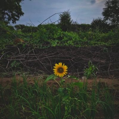 शिवमय🔱 || एकांत प्रिय || 90's Millenial🌻
ख़ुद की तलाश में शब्दों की छांव में। ~चन्दन🌻✍🏻