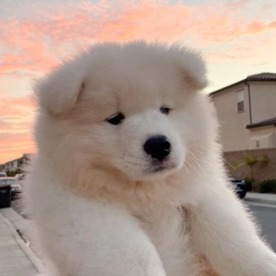 sososiste's profile picture. 