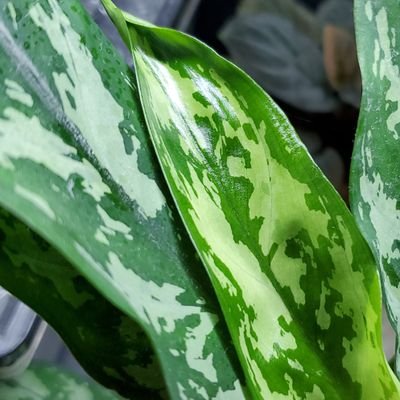 Metinosyokubutu's profile picture. ペットローチと植物のアカウントです、ジメジメ系や園芸観葉植物から色々やっています、適当に普段の記録などをポストします名前の由来は好きな熱帯魚の頭文字2文字から。海外のゴキブリの画像なんかもあげるので苦手な方はご注意を。