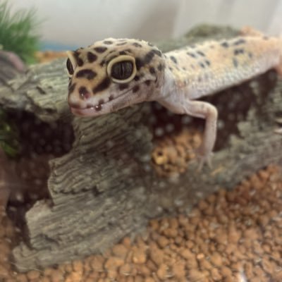 ふくおか