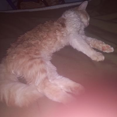 Toronja95531195's profile picture. 