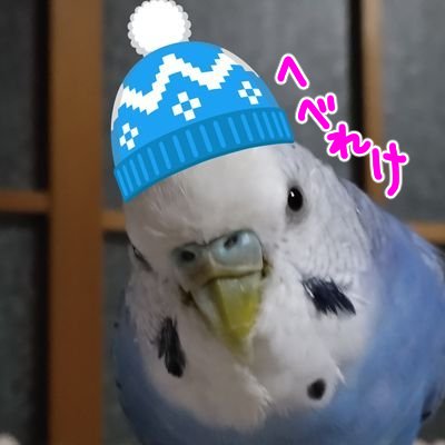 （もゆ）チュピさん🦜の飼い主さんのプロフィール画像