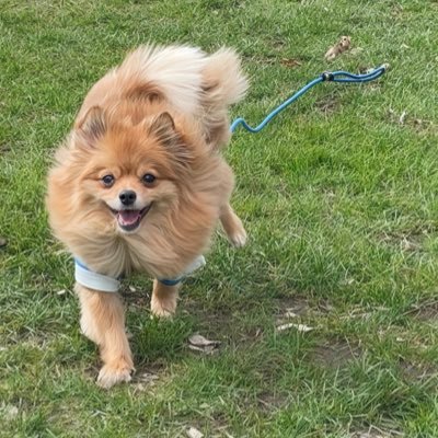 ✈️’22.6〜🇩🇪|96年生まれ駐妻|👩🏻👨🏻🐕の3人暮らし|うつ+緩行1型糖尿病とおつきあい中|料理と寿司がすき|MY🦋 ALPHAZ🐿️💎|参戦:aespa@BER2023/XG@AMS2024/aespa@AMS2025