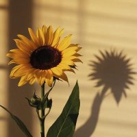 Hazna (@hazna39268) 's Twitter Profile
