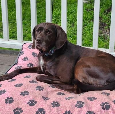 FarmerBobHay4C1's profile picture. Blessed to have my hubby, USMC vet, this farm in the boonies, and salvation through Jesus Christ. Zero Complaints.  Buy More Ammo and NO DM'S.