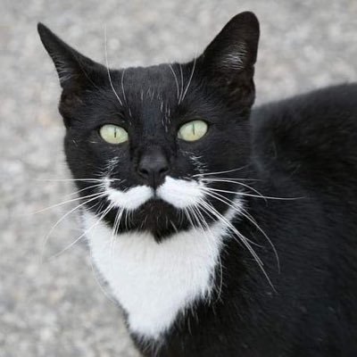 shiagenes's profile picture. Living between the soul, the self, and the system • Politics, Psychology, Philosophy, and Religion • 93:7 | ¹²Shia ރ