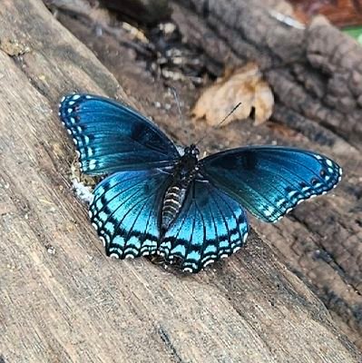 katthe7th's profile picture. I gotta focus. I am shifting into Grandma mode. 😏👵