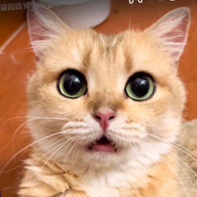 submarinelil's profile picture. the only MJ is Matttteo Jooorgenson