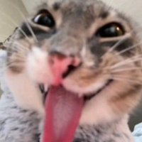 diddledoo (@diddledoo21) 's Twitter Profile