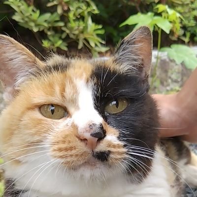 ふーちゃんさんのプロフィール画像
