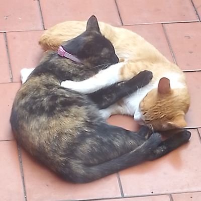 luisarexa's profile picture. 🇲🇽Rw: Info CDMX,  ayudar, entretener y opinar. Tmb desahogar. Justicia para todos.

Intolerante al fanatismo y la derechiza 🚷🚫