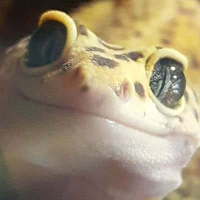 Lizard 🔞さんのプロフィール画像