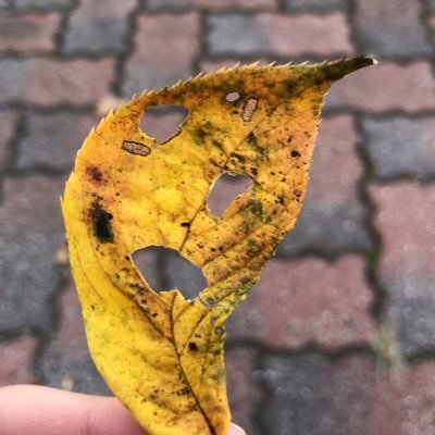 zaki_nanokamo's profile picture. 