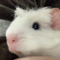 Luisdotcham (@luisdotcham) 's Twitter Profile