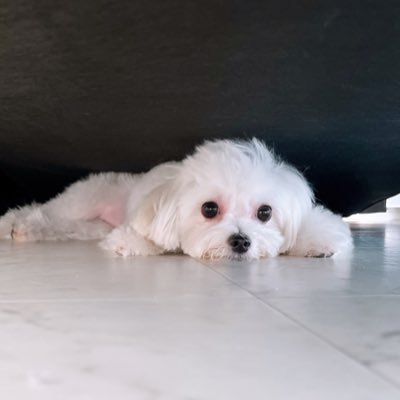 nitta_rana's profile picture. 🐱🎀💚