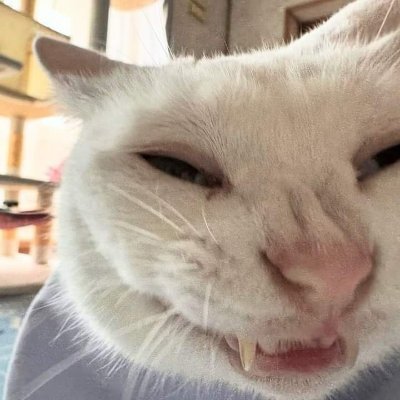 Maoingtons's profile picture. Age: 25
I don't post much, but I'm on Second Life, so posts will either be silly or NSFW 🔞! Also, lots of cat videos! 🐈