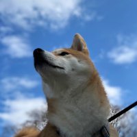 柴犬シキの巣 (@shikis_nest0202) Twitter profile photo