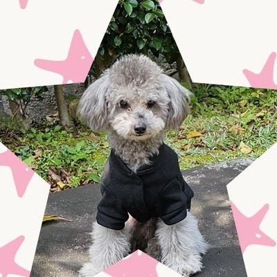 愛犬シオンの垢 2024年3月29日生まれ♂️ トイプードル(シルバ-)🐶 無言いいね・フォロー大歓迎✌️無言フォロー失礼します特に可愛い🐕🦺・リポストには即フォロー😥犬好きさんと繋がりたい🐶🐱フォロバ💯%❌意味不明DMはスルー❌ ショコラ🌈の垢@shokora0084もよろしくネ!