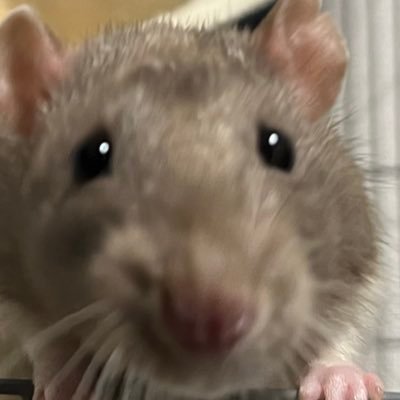 尾長ねずさんのプロフィール画像