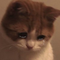 trix (@sed_isgh) 's Twitter Profile