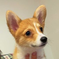 🐾コーギーのサンテ君🐾 (@sante_a0118) Twitter profile photo