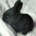 ₊˚ෆ (@cleanbunnie) Twitter profile photo ₊˚ෆ (@cleanbunnie) Twitter profile photo