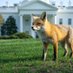 Fox (@foxfortruth) Twitter profile photo Fox (@foxfortruth) Twitter profile photo