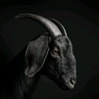 DscplnOverDspr's profile picture. 📉 From broke & lost to built by discipline  
💸 Forex | Mindset | Student hustle  
🧠 Sharing the grind, no shortcuts  
📥 DM for mentorship & collabs