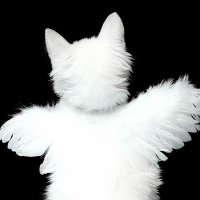 Mahziik (@forgothmah) 's Twitter Profile