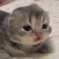 silly alli (@everydayalli) 's Twitter Profile Photo silly alli (@everydayalli) 's Twitter Profile Photo