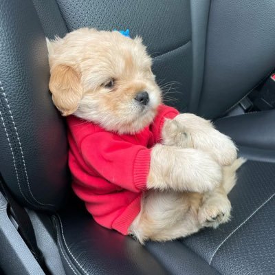 simi_so_la's profile picture. 