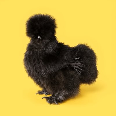 wifthegame's profile picture. 