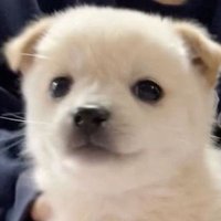 댕 (@jellyzoaman) 's Twitter Profile Photo 댕 (@jellyzoaman) 's Twitter Profile Photo